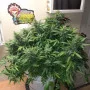 Cannabis seed variety AMNESIA HAZE Auto