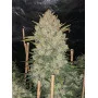 Сорт семян каннабиса OG KUSH Auto