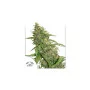 Cannabis seed variety CBD AUTO COMPASSION LIME®