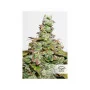Cannabis seed variety CBD AUTO COMPASSION LIME®
