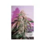 Cannabis seed variety CBD AUTO COMPASSION LIME®