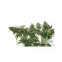 Cannabis seed variety CBD AUTO COMPASSION LIME®