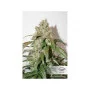 Сорт насіння канабісу CBD AUTO WHITE WIDOW®