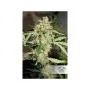 Сорт насіння канабісу CBD AUTO WHITE WIDOW®