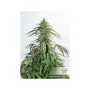 Сорт насіння канабісу CBD AUTO WHITE WIDOW®