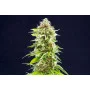 Сорт насіння канабісу Cookies Haze