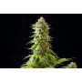 Сорт насіння канабісу Cookies Haze