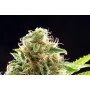 Сорт насіння канабісу Cookies Haze