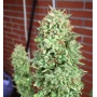 Сорт насіння канабісу Cookies Haze