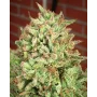 Сорт насіння канабісу Cookies Haze