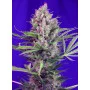 Сорт семян каннабиса CREAM MANDARINE F1 FAST VERSION®