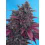 Сорт семян каннабиса DARK DEVIL AUTO®