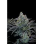 Сорт насіння канабісу GORILLA Cookies FF