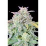 Сорт семян каннабиса AFGHAN KUSH Auto