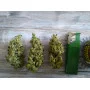 Cannabis seed variety AMNESIA HAZE Auto