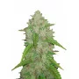 Cannabis seed variety AMNESIA HAZE Auto