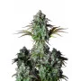 Сорт семян каннабиса BIG BUD Auto
