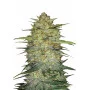 Сорт семян каннабиса OG KUSH Auto