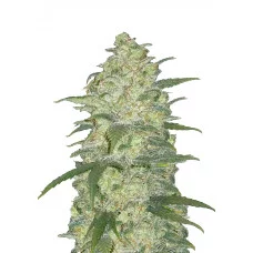 WHITE WIDOW Auto