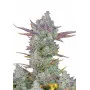 Сорт насіння канабісу GORILLA Cookies FF