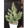 Cannabis seed variety BIG DEVIL F1 FAST VERSION®