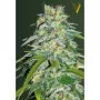 Cannabis seeds PARMESAN from Victory Seeds at Smartshop-smartshop.ua®
