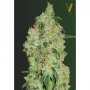Cannabis seeds GREEN WILD SHARK from Victory Seeds at Smartshop-smartshop.ua®