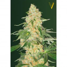 SUPER EXTRA SKUNK - Victory Seeds