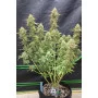 Сорт семян каннабиса MOBY DICK Auto