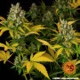 Семена конопли GMO от Barney's Farm в Smartshop-smartshop.ua®