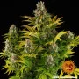 Семена конопли GMO от Barney's Farm в Smartshop-smartshop.ua®