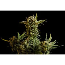 Gnomo Auto