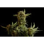 Cannabis seed variety Gnomo Auto