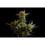 Cannabis seed variety Gnomo Auto