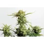 Cannabis seed variety Gnomo Auto