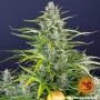 Семена конопли GORILLA ZKITTLEZ AUTO от Barney's Farm в Smartshop-smartshop.ua®