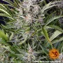 Семена конопли GORILLA ZKITTLEZ AUTO от Barney's Farm в Smartshop-smartshop.ua®