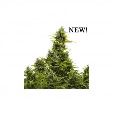 MEDIKIT AUTO CBD®
