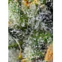 Cannabis seed variety JACK 47® from Sweet Seeds at smartshop-smartshop.ua