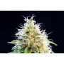 Сорт насіння канабісу Kama Kush CBD