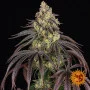 Семена конопли KUSH MINTZ от Barney's Farm в Smartshop-smartshop.ua®