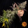 Семена конопли KUSH MINTZ от Barney's Farm в Smartshop-smartshop.ua®