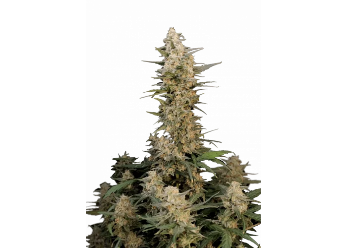 Сорт насіння канабісу CRITICAL Auto