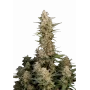 Сорт насіння канабісу CRITICAL Auto