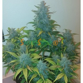 Auto Afgan Kush Feminised