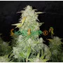Auto Amnesia Feminised