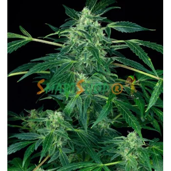 Auto CBD Jack feminised