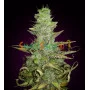 Семена конопли Auto CBD Skunk feminised оптом