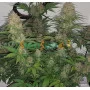 Hemp seeds Auto Mazar Feminised