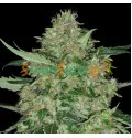Auto Super Skunk Feminised